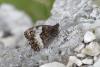Hipparchia genava